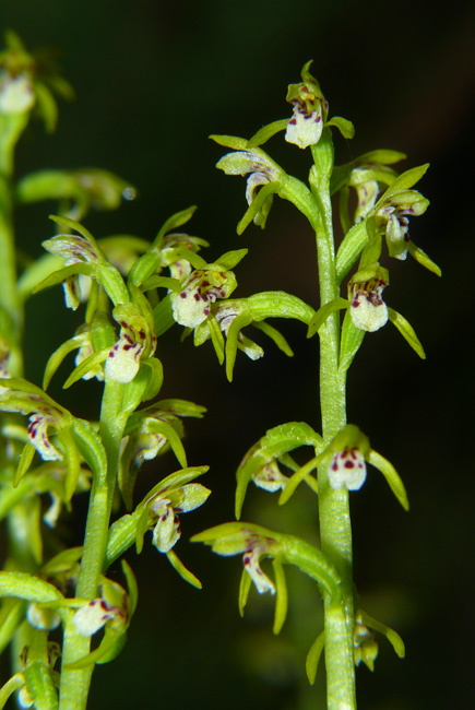 Tante, tantissime Corallorhiza trifida